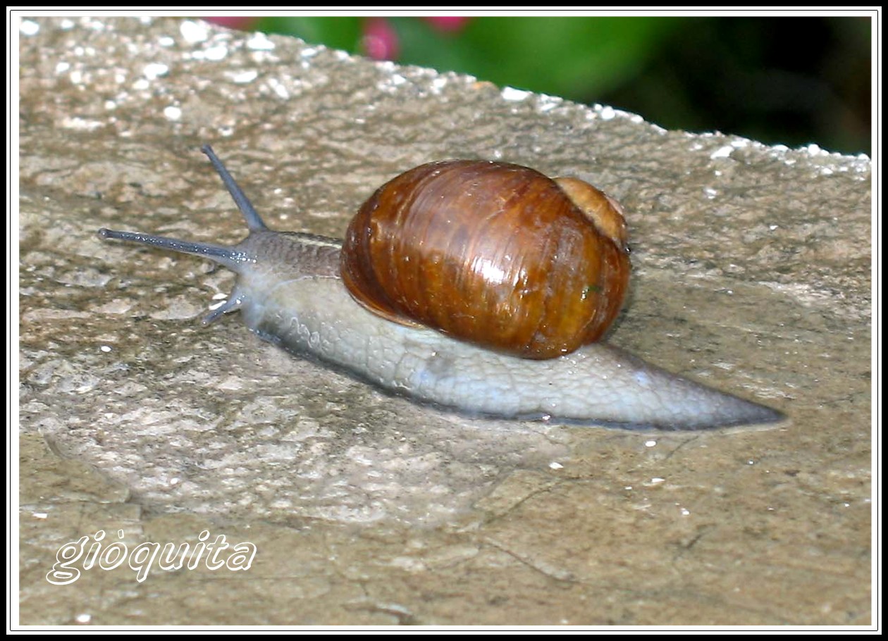 Helix aperta / Cantareus apertus